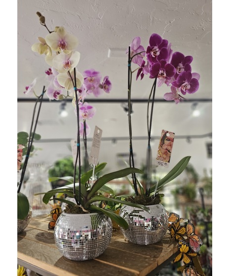 Phalaenopsis Orchid Plant Disco Ball