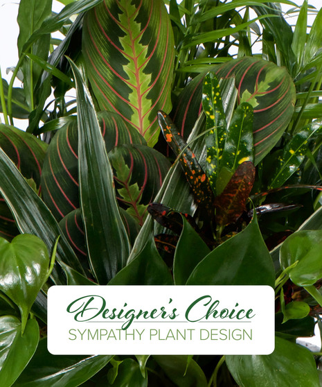 Sympathy Plant