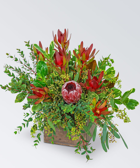 Wild and Lush Protea