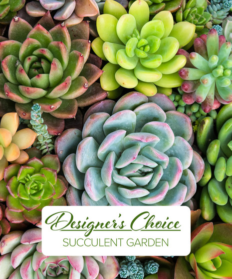 Designer Original Succulent Garden
