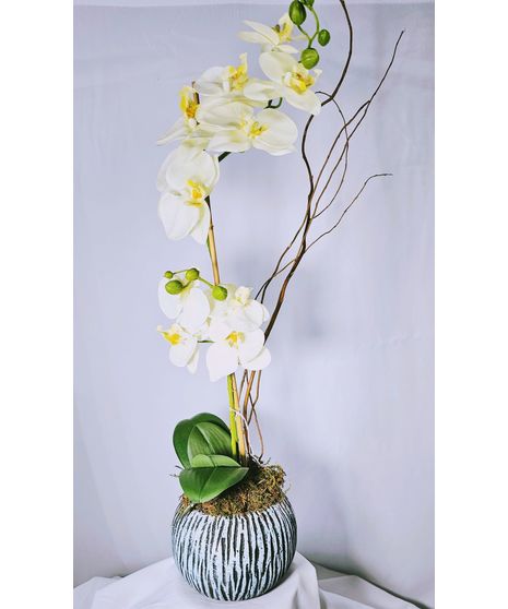 Silk Orchid Plant