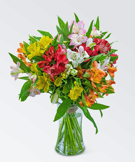 Cheerful Alstroemeria