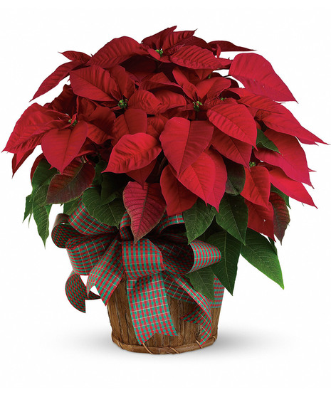 Poinsettia in a beautiful container with a holiday bow