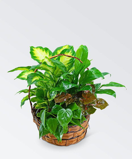 Assortment of lush green plants in a woven basket
