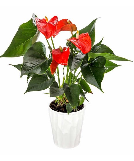 Anthurium Plant