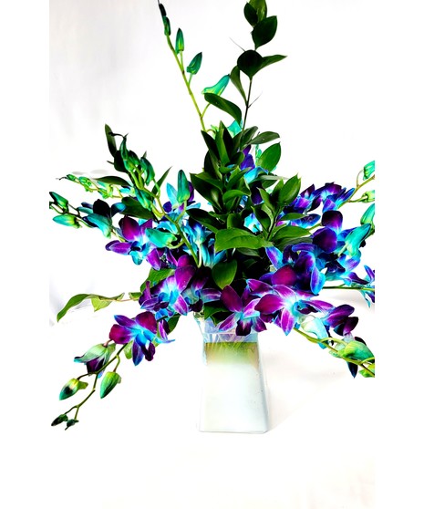 Stunning Blue Orchids