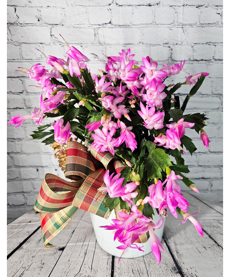 Holiday blooming Christmas Cactus in a holiday container with ribbon