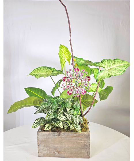 Suncatcher & Plants
