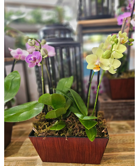 Phalaenopsis orchid planters