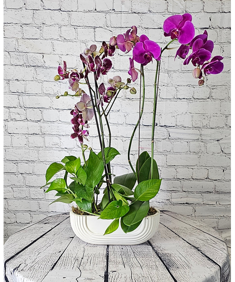 Regal Orchid Garden