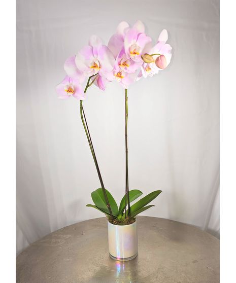 Phalaenopsis Orchid Plant