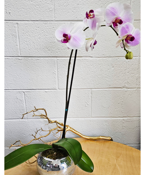 Phalaenopsis Orchid Plant Disco Ball