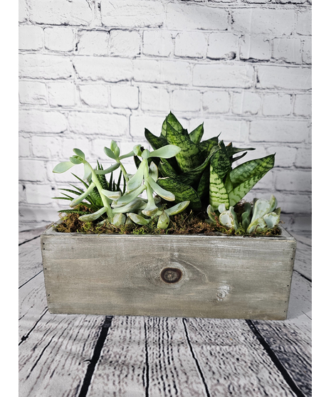 Succulent plants in a ceramic planter