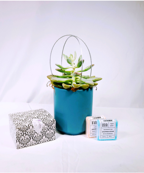 Succulent Gift Trio
