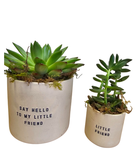 My Little Friend Succulent Duo