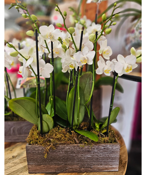 Phalaenopsis orchid planters