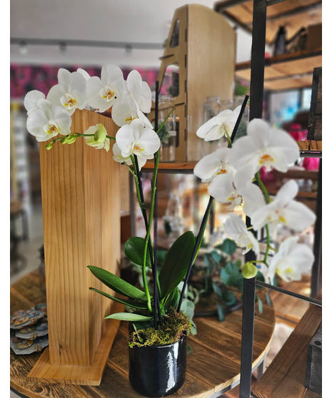 Orchid Planters