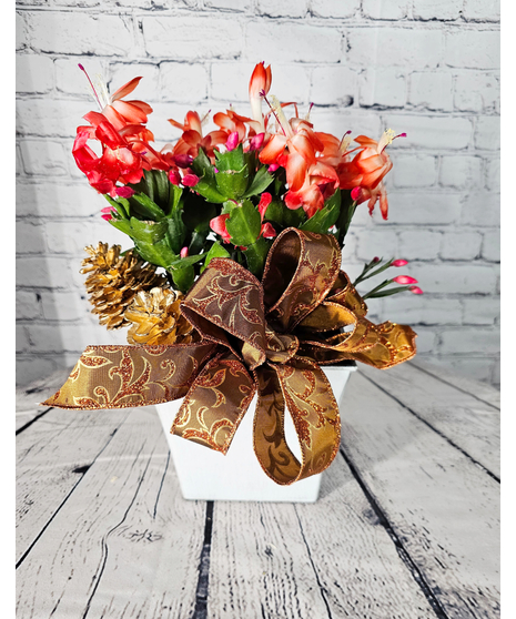 Holiday blooming Christmas Cactus in a holiday container with ribbon